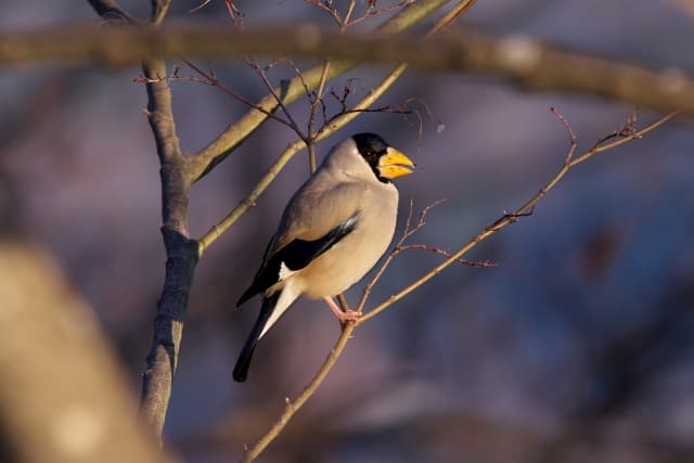 斑鳩